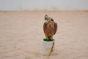 Qatar Highlights 2-Day Cultural & Natural Wonders Tour 4