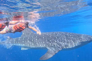 Private Whale Shark Adventure 3