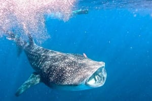Private Whale Shark Adventure 4