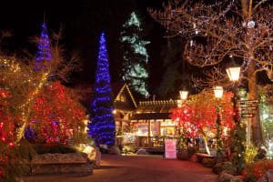 Vancouver City & Capilano Canyon Lights Tour 3