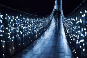 Vancouver City & Capilano Canyon Lights Tour 4