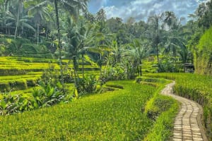 Private Customized Ubud Day Tour 3