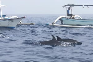 Lovina Dolphin Tour with Git Git Waterfall and Twin Lakes 4