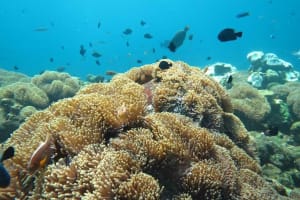 Tulamben USS Liberty Shipwreck Scuba Dive 3