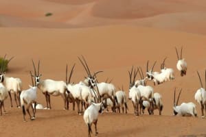 Private Dubai Desert Safari with Wildlife Experience 3