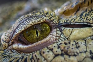 Night Mangrove Safari Boat Tour with Dinner 4