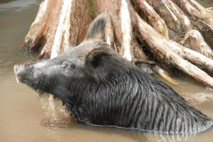 New Orleans Swamp and Bayou Boat Tour 4