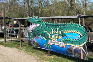 90-Minute Jean Lafitte Swamp and Bayou Tour 4