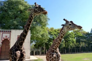 Buenos Aires Temaiken Biopark Tour 4