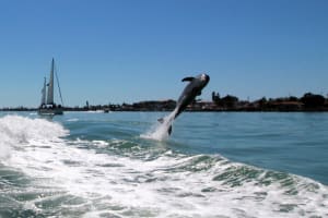 St. Pete Beach Dolphin Racer Adventure 3