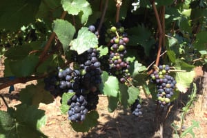 Willamette Valley Wine Tasting Tour 3