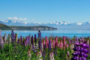 Lake Tekapo to Mt Cook One-Way Tour 3