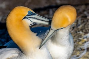 Auckland's Wild West Coast & Black Sand Beaches Tour 4