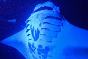 Big Island Manta Ray Night Snorkel 4