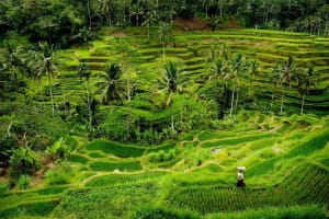 Best of Ubud Private Guide Tour with All Inclusive 3