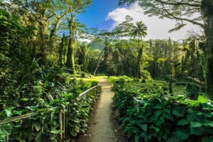 Manoa Falls and Tantalus Lookout Hike 4