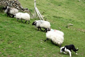 Connemara Day Trip with Private Driver-Guide 3