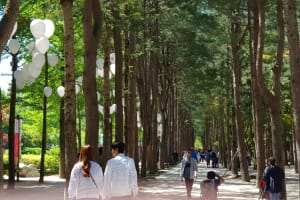 Nami Island & Petite France Tour 3