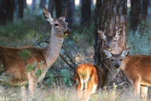 Doñana National Park 4x4 Adventure 3