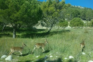 Doñana National Park & El Rocío Guided Tour 4