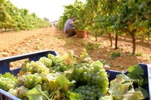 Chiclana Winery Wine Tasting & Tapas 3