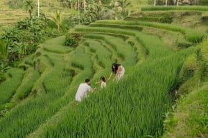 Ubud Tirta Empul Temple and Tanah Lot Sunset Experience 3