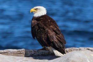 Vancouver City and Waterfall Boat Tour 4