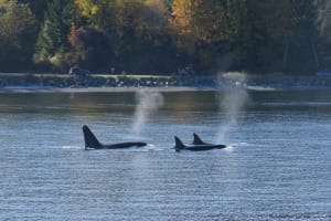 Victoria Whale Watching Adventure 3