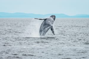 Vancouver Half-Day Whale Watching Adventure 3