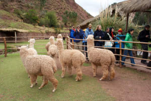 5-Day Peru Within Your Reach Tour 4