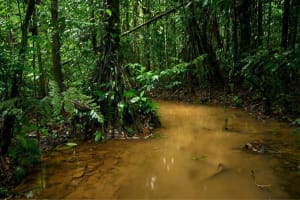 3-Day Amazon Jungle Adventure at Refugio Amazonas Lodge 4