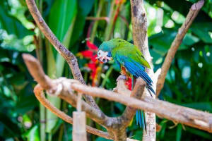 Brazilian Falls & Bird Park Adventure 4