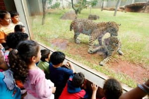 Itaipu Dam & Biological Refuge Tour 4