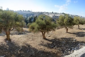Jerusalem Old City Day Tour 4
