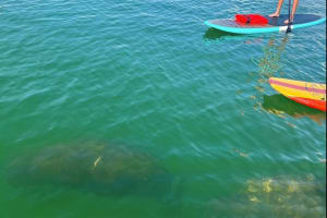 Dolphin and Manatee Kayak Tour 3