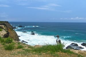 La Plata Island Whale Watching Tour 3