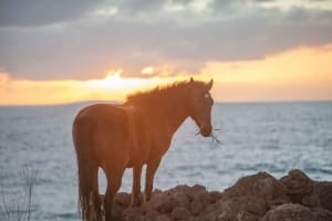 Easter Island 4-Day Adventure Tour 4