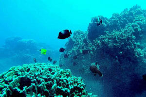 Easter Island Motus Snorkeling Adventure 4