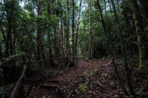 Chiloe National Park & Chonchi Tour 4