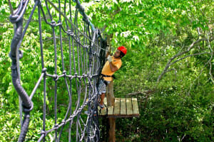 Kite Jeep Tour with Tree Canopy 4