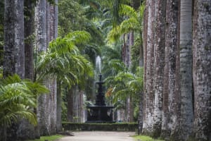 Rio de Janeiro Jeep Tour: Botanical Garden & Tijuca Rainforest 3