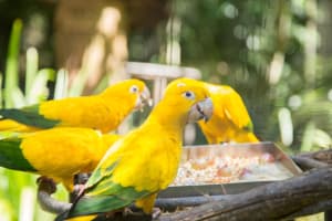Foz do Iguaçu Bird Park Tour 4