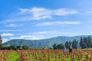 Casablanca Valley Wine Tour from Santiago 4