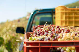 Montevideo Wine Cellar Tour with Lunch 4