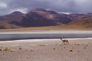 Laguna del Toro Flamingo-Watching 4WD Tour 4