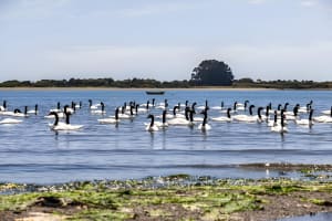Private Full-Day Tour to Ancud, Caulin, and Penguin Colony 3