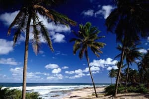 Praia do Forte & Guarajuba Beach Day Trip 4