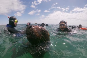 Snorkeling with Sea Lions in Puerto Madryn 4