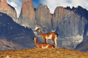 Full-Day Torres del Paine & Milodon Tour 4