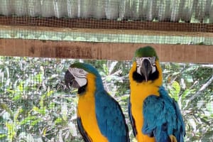 Pilpintuwasi Butterfly Farm & Native Tribes Tour 3